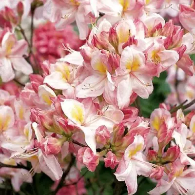 Азалия САТОМИ японская в Борисове