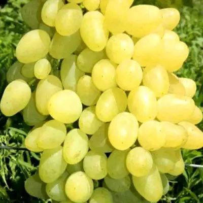 Виноград ЗАРНИЦА в Борисове