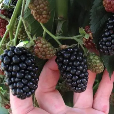 Ежевика НЕБЕСА МОГУТ ПОДОЖДАТЬ бесшипная  в Борисове