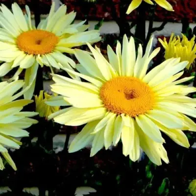 Нивяник БРОДВЕЙ ЛАЙТС великолепный в Борисове