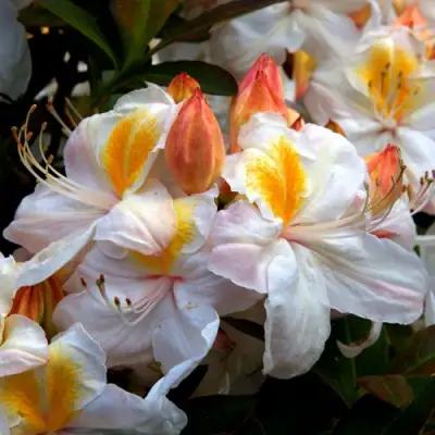 Азалия СИЛЬВЕР СЛИППЕР листопадная в Борисове