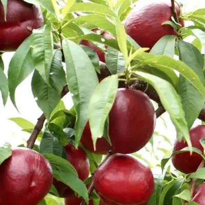 Нектарин ФАНТАЗИЯ в Борисове