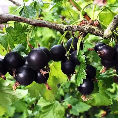 Йошта КРЫМСКАЯ в Борисове