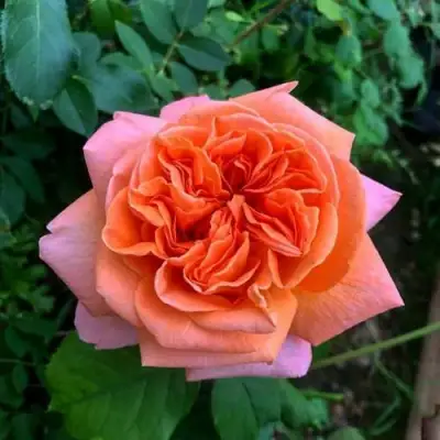 Роза РЕНЕ ГОССИНИ чайно-гибридная в Борисове