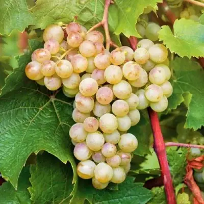 Виноград КРИСТАЛЛ в Борисове