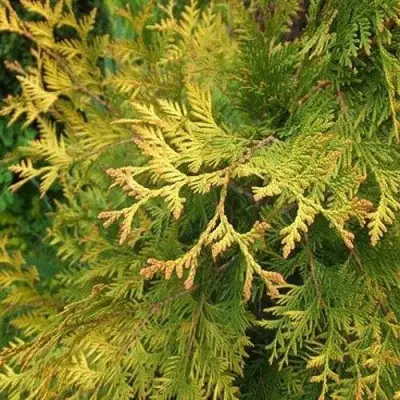 Туя ГОЛДЕН БРАБАНТ западная в Борисове