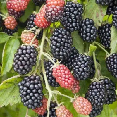 Ежевика НЕБЕСА МОГУТ ПОДОЖДАТЬ бесшипная  в Борисове