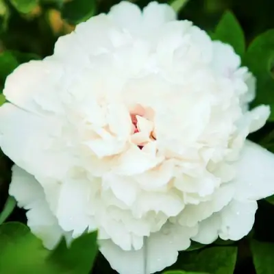 Пион СНЕЖНАЯ КРЕПОСТЬ древовидный в Борисове