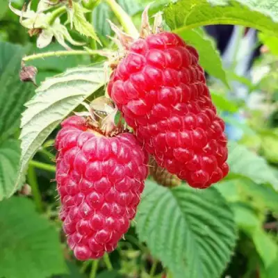 Малина ПШЕХИБА в Борисове