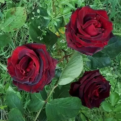 Роза ПАПА МЕЙЯН чайно-гибридная в Борисове