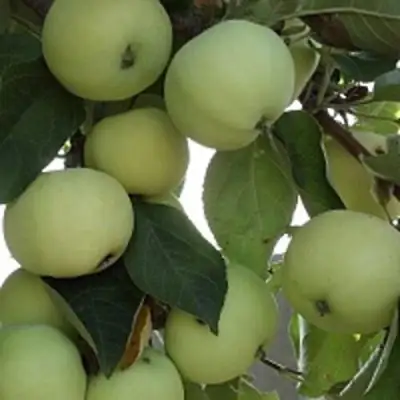 Яблоня ПАПИРОВКА в Борисове