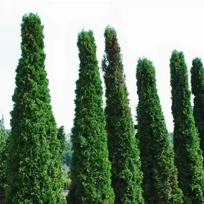 Туя ДЕГРУТ СПАЙР западная в Борисове