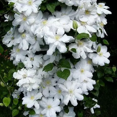 Клематис ТОКИ в Борисове