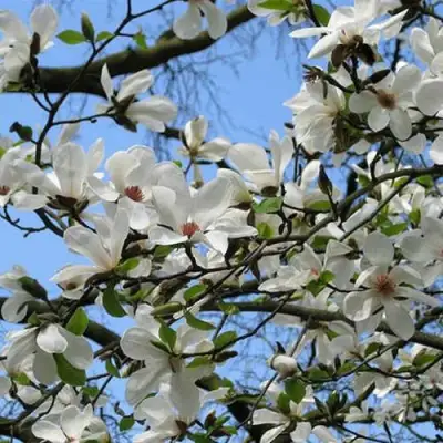 Магнолия АЛЬБА СУПЕРБА в Борисове
