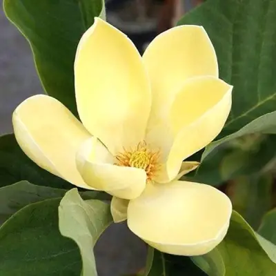 Магнолия ЕЛЛОУ ЛАНТЕРН в Борисове