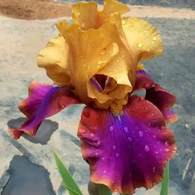 Ирис ГАЛА МАДРИД бородатый в Борисове