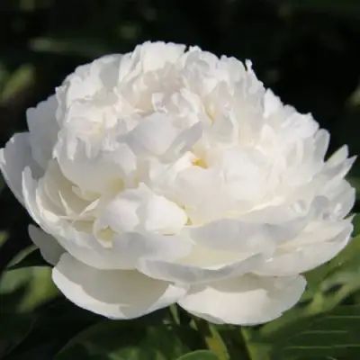 Пион СНЕЖНАЯ КРЕПОСТЬ древовидный в Борисове