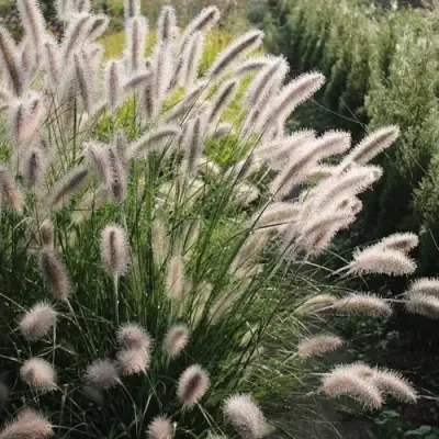 Пеннисетум ЛЕДИ Ю в Борисове