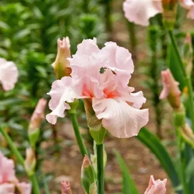 Ирис ПИНК ХОРАЙЗОН бородатый в Борисове
