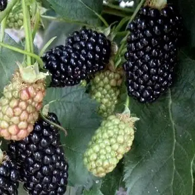 Ежевика ПРАЙМ АРК ФРИДОМ ремонтантная  в Борисове