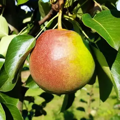 Груша КУПАЛА в Борисове