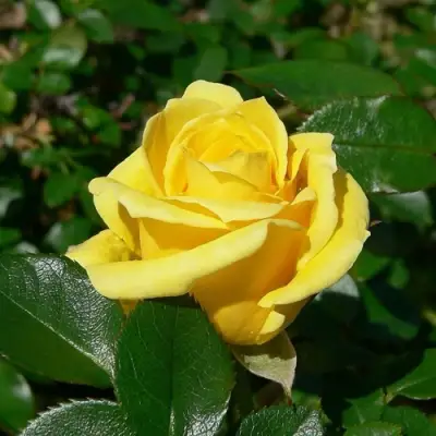 Роза ПАПИЛОН чайно-гибридная в Борисове