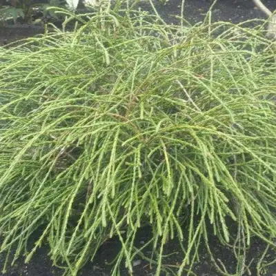 Туя ФИЛИФОРМИС   в Борисове