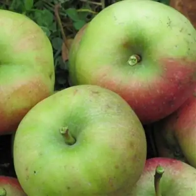 Яблоня ПАМЯТЬ СИКОРЫ в Борисове