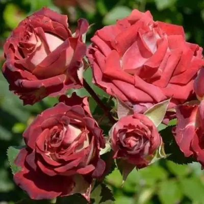 Роза ТИРАМИСУ спрей в Борисове