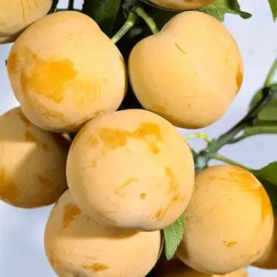 Слива РЕНКЛОД ранний в Борисове