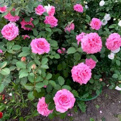 Роза ЭШЛИ чайно-гибридная в Борисове