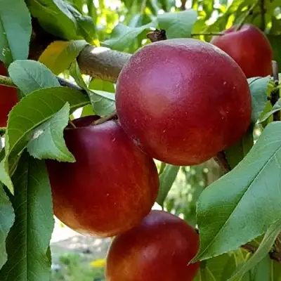 Нектарин ФАНТАЗИЯ в Борисове