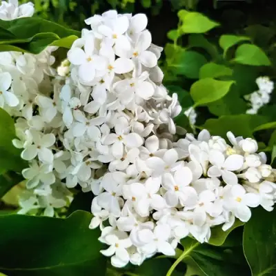 Сирень МАЛЕНЬКИЙ ПРИНЦ в Борисове