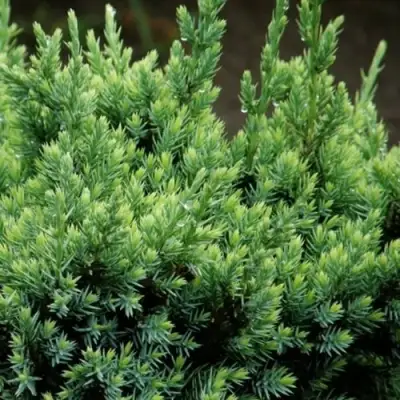Можжевельник ХОЛГЕР чешуйчатый в Борисове