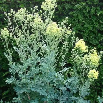 Василистник ГЛАУКУМ желтый в Борисове