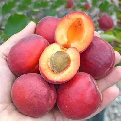 Абрикос РУБИСТА в Борисове