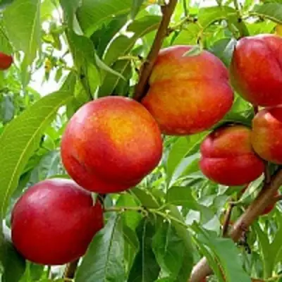 Нектарин ХАРБЛЕЙЗ в Борисове