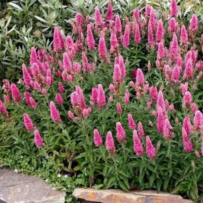 Вероника РОЗЕА колосковая в Борисове