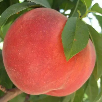 Персик МАЙСКИЙ ЦВЕТОК в Борисове