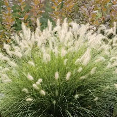 Пеннисетум ХАМЕЛН в Борисове