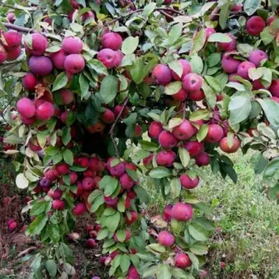 Яблоня ФЛОРИНА в Борисове