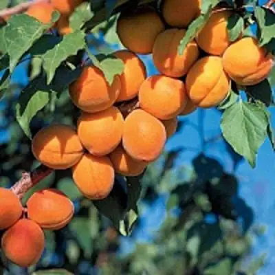 Абрикос ХАРКОТ в Борисове