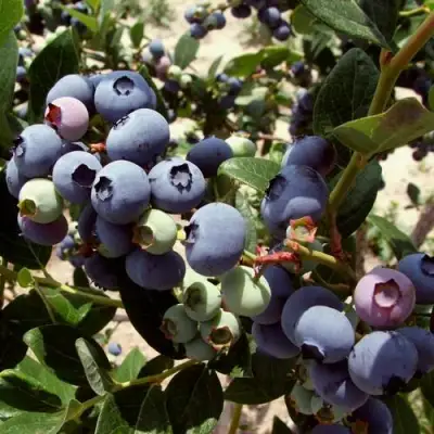 Голубика ЭЛИЗАБЕТ в Борисове