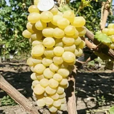 Виноград КИШМИШ ЗОЛОТЦЕ в Борисове