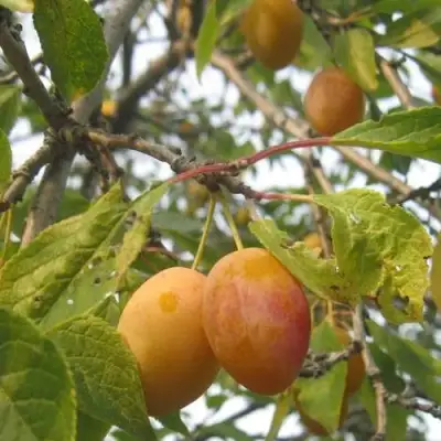 Слива НАТАША в Борисове