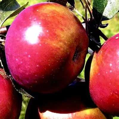 Яблоня ВЕСЯЛИНА в Борисове