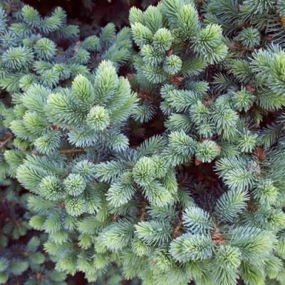 Ель ЭХИНИФОРМИС сизая в Борисове