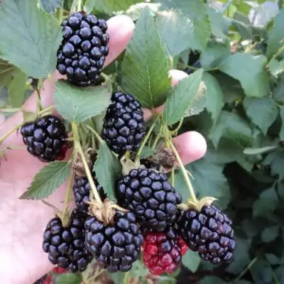 Ежевика ОУАЧИТА бесшипная  в Борисове