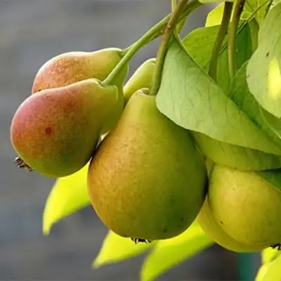 Груша СЕВЕРЯНКА в Борисове