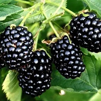 Ежевика ПРАЙМ АРК ТРЕВЕЛЕР ремонтантная  в Борисове